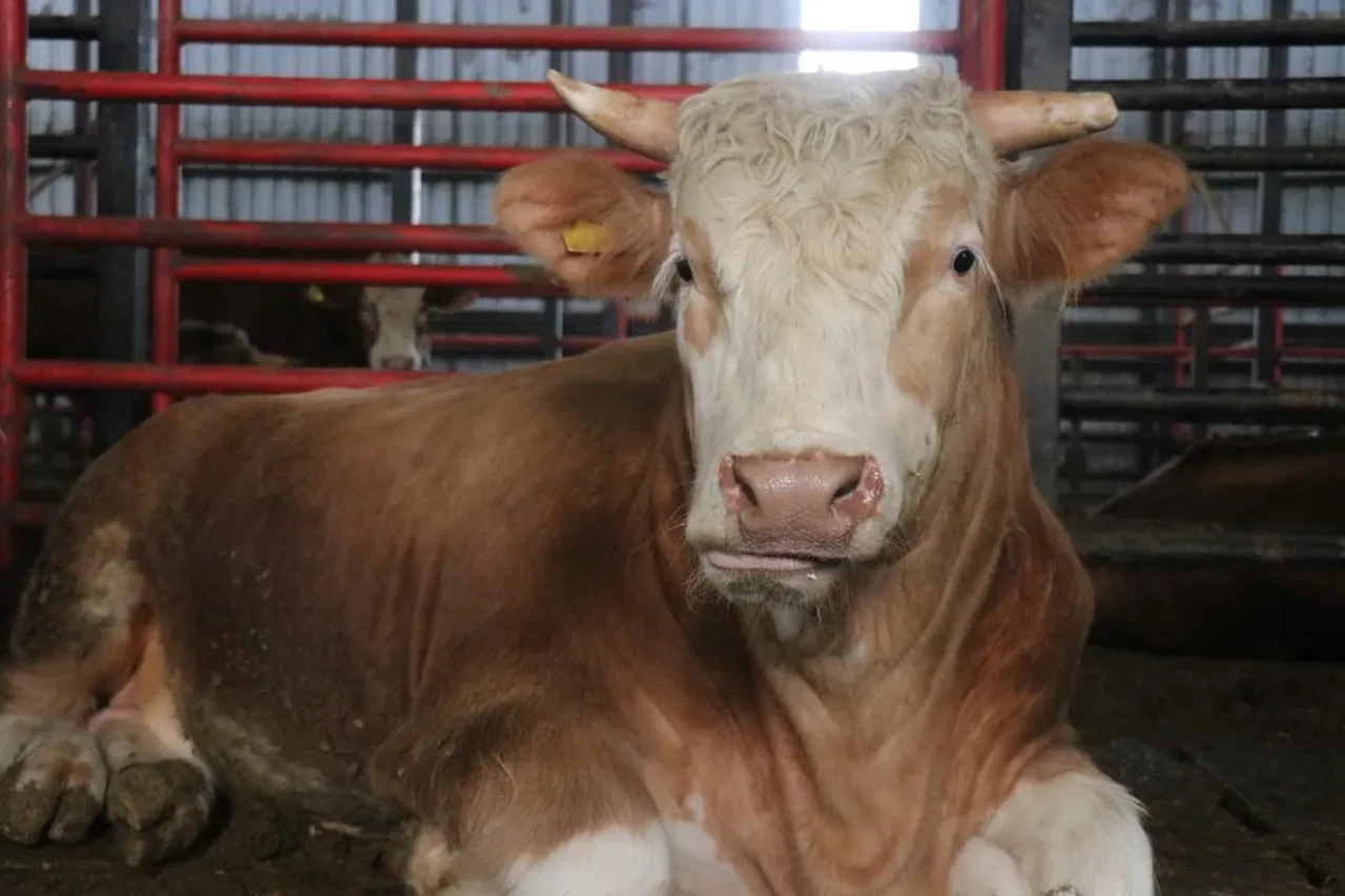 Satışa çıkarılan 1,5 tonluk dev tosun için istenen rakam dudak uçuklattı! 'Gözümde değeri çok daha fazla'