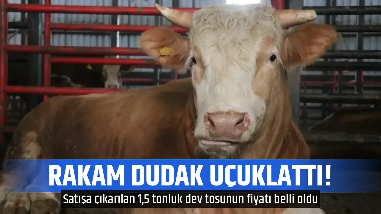 RAKAM DUDAK UÇUKLATTI!
