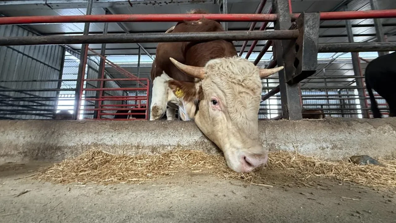 Satışa çıkarılan 1,5 tonluk dev tosun için istenen rakam dudak uçuklattı! 'Gözümde değeri çok daha fazla'