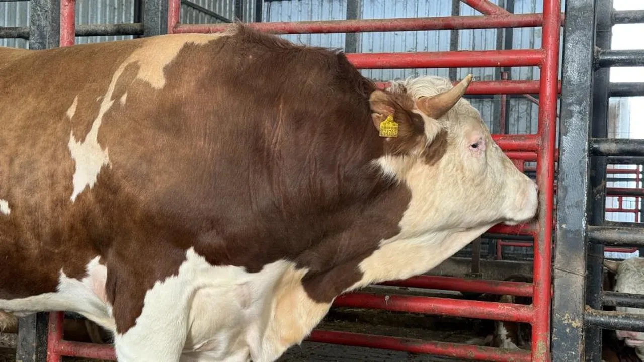 Satışa çıkarılan 1,5 tonluk dev tosun için istenen rakam dudak uçuklattı! 'Gözümde değeri çok daha fazla'