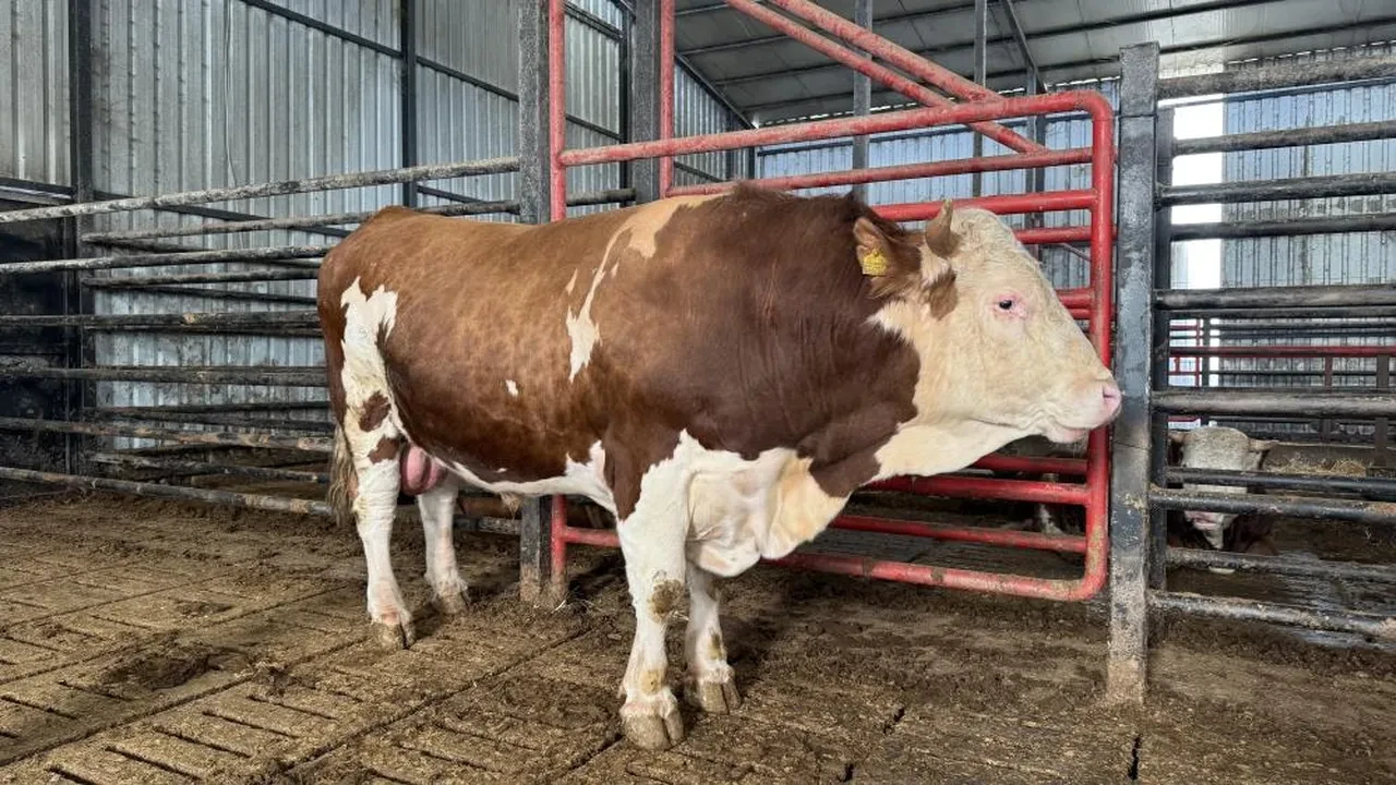 Satışa çıkarılan 1,5 tonluk dev tosun için istenen rakam dudak uçuklattı! 'Gözümde değeri çok daha fazla'