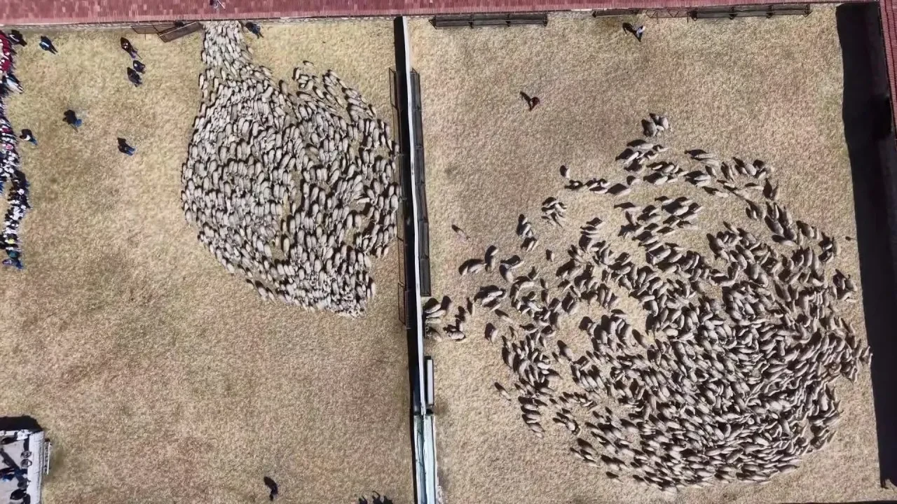 Kuzuların annelerine kavuşma anı kamerada: Yürek ısıtan görüntüler