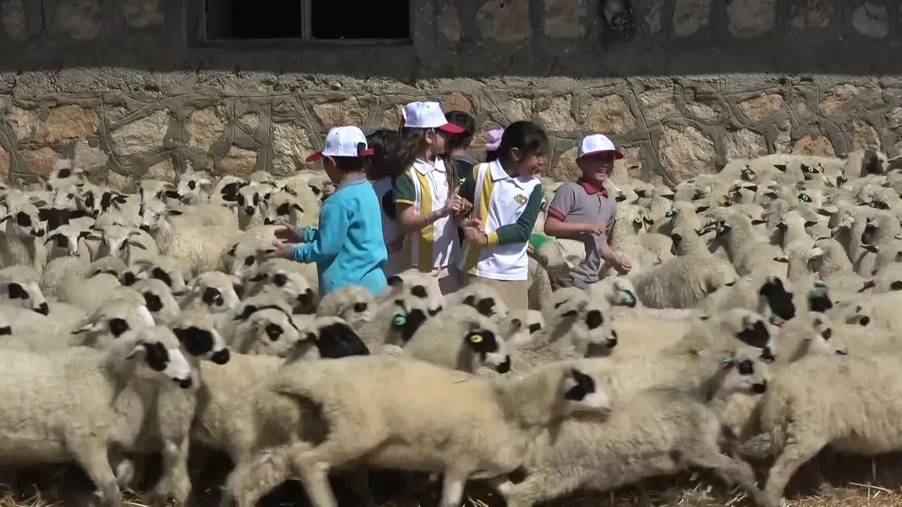 Kuzuların annelerine kavuşma anı kamerada: Yürek ısıtan görüntüler