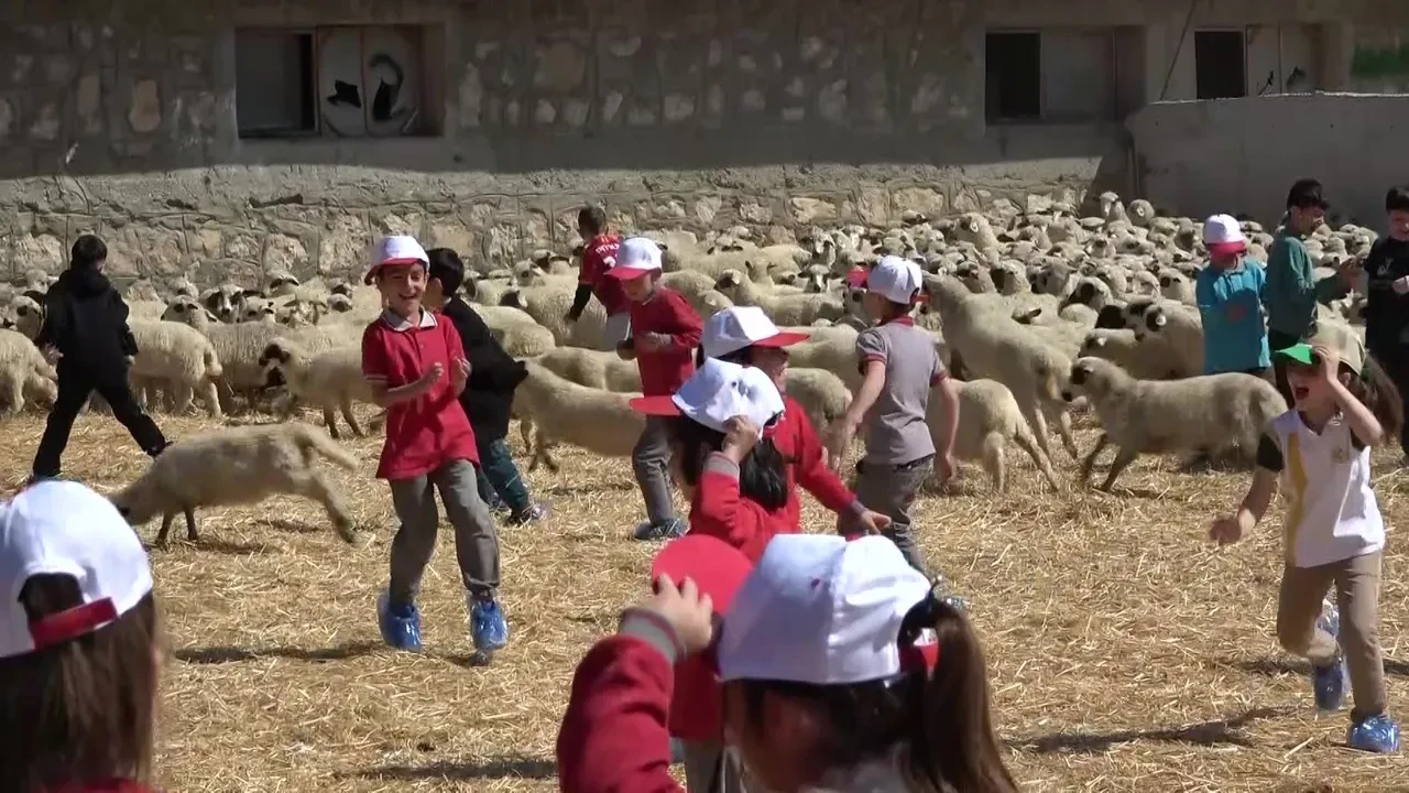 Kuzuların annelerine kavuşma anı kamerada: Yürek ısıtan görüntüler