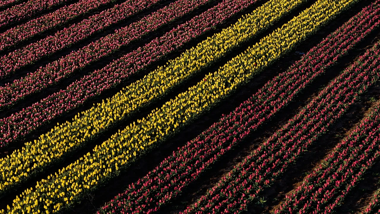 Hollanda değil Karaman! Rengarenk lale bahçeleri kapılarını ziyaretçilere açtı