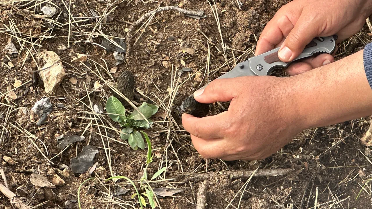 Küllerinden servet doğdu! Kastamonu'da yanan alanlar altına dönüştü: Kilosu 7 bin lira