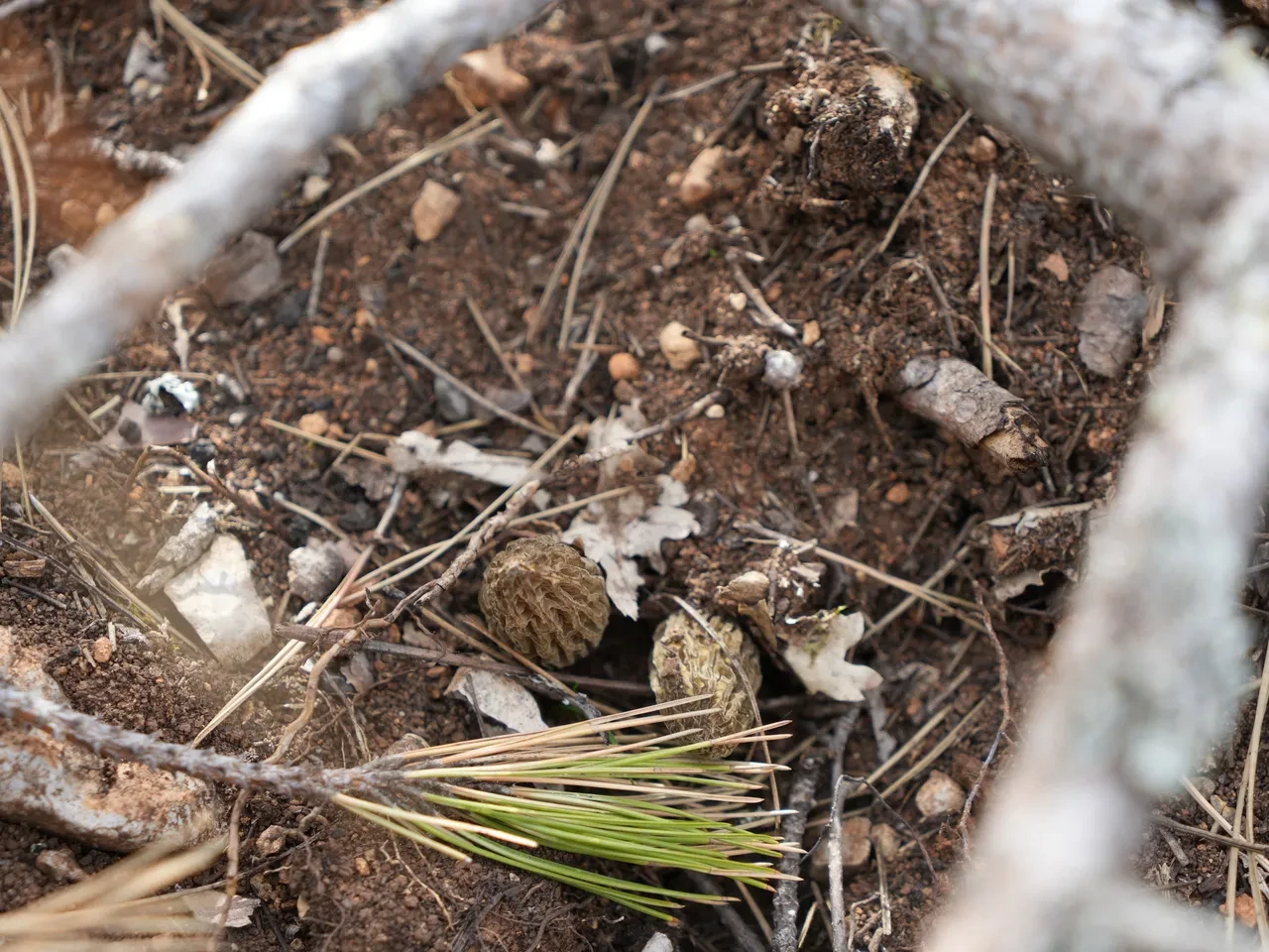 Yanan ormanda bol miktarda bulunan kuzugöbeği mantarı