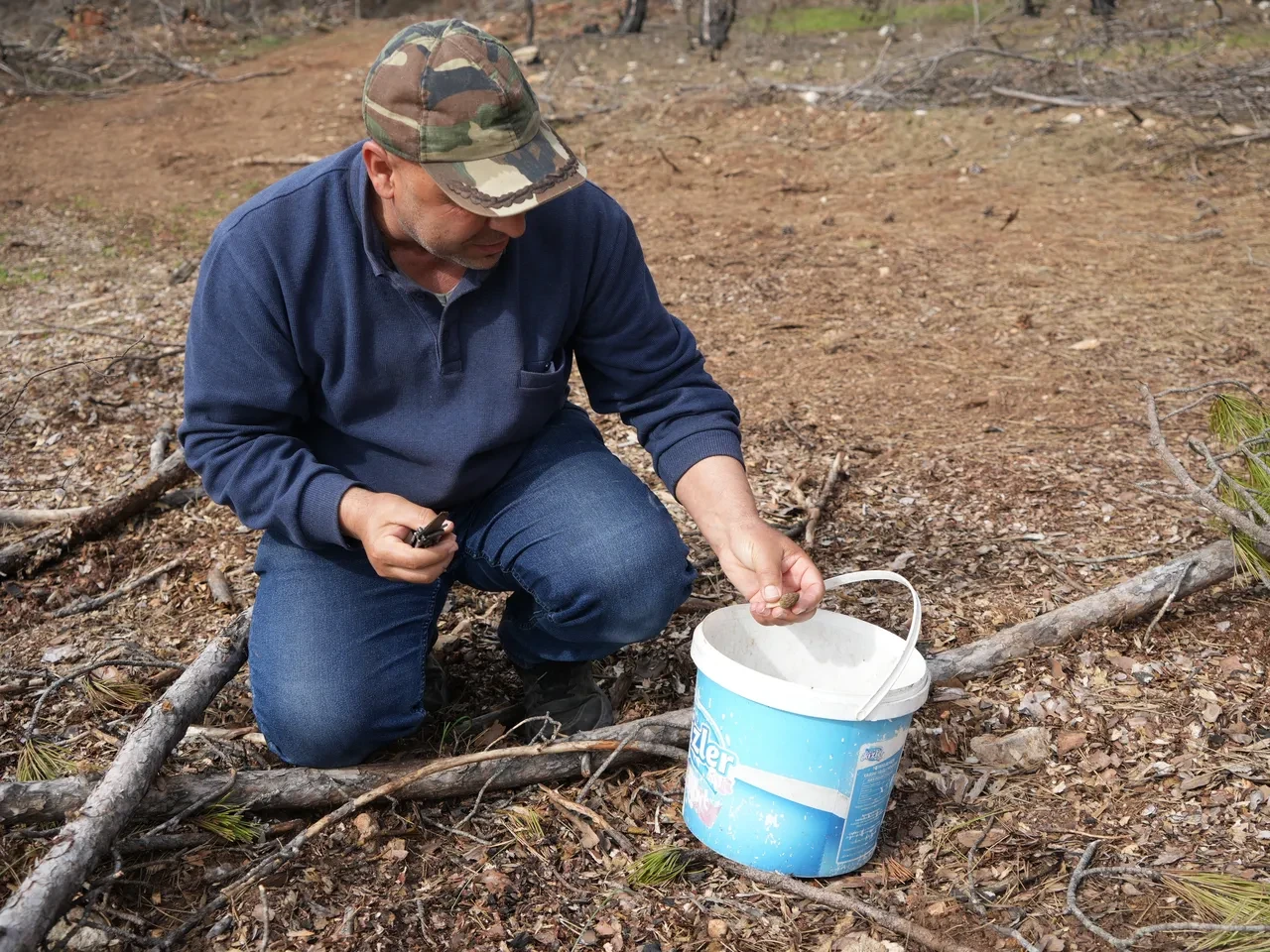 yanan yerlerde mantar toplayarak