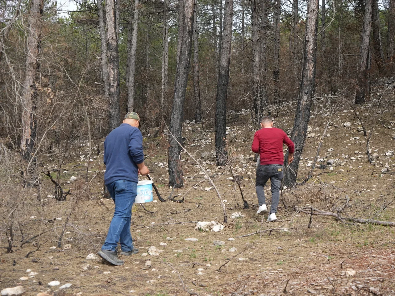 Üzeri yanık mantar