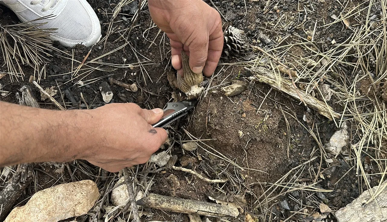 Kastamonu'nun Araç ilçesi