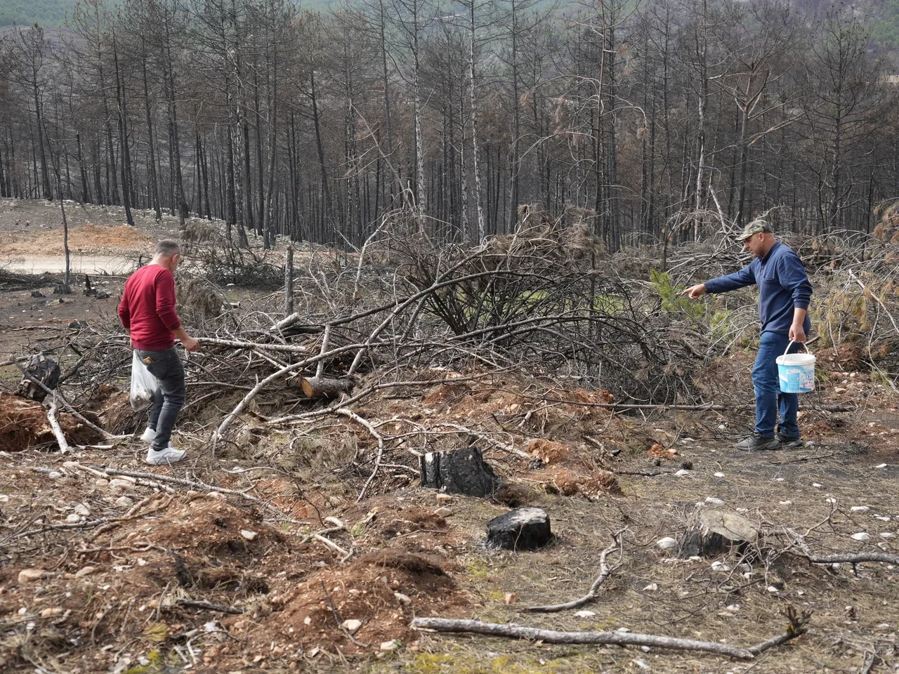 kuzugöbeği mantarı bolluğu 