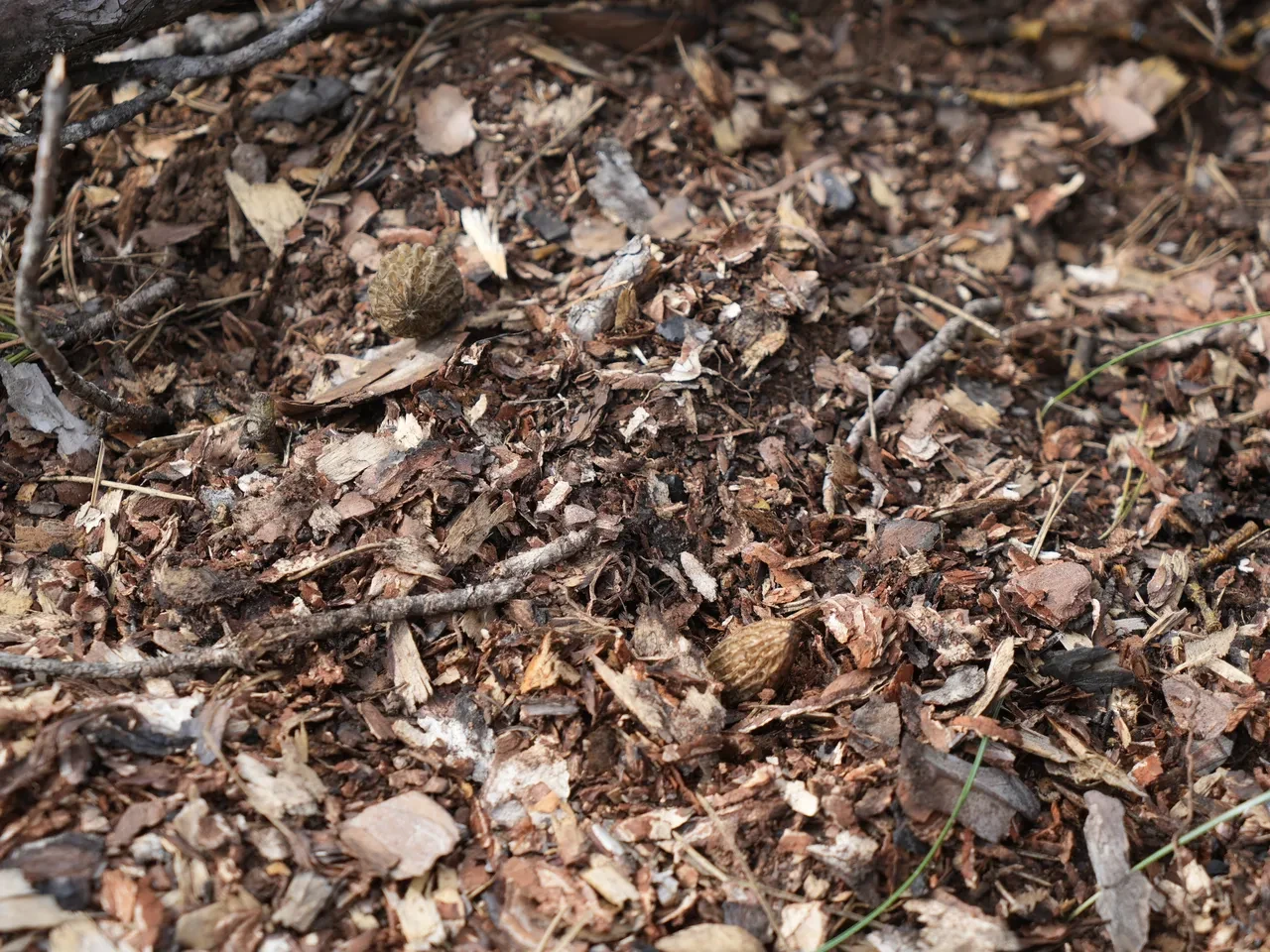 kuzugöbeği mantarı