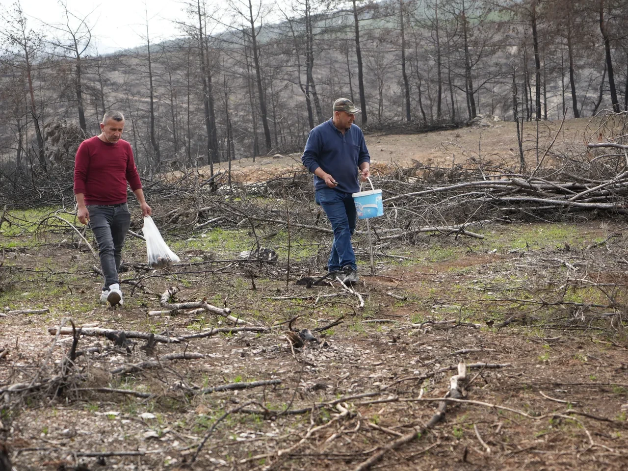 kuzugöbeği denilen mantarlar