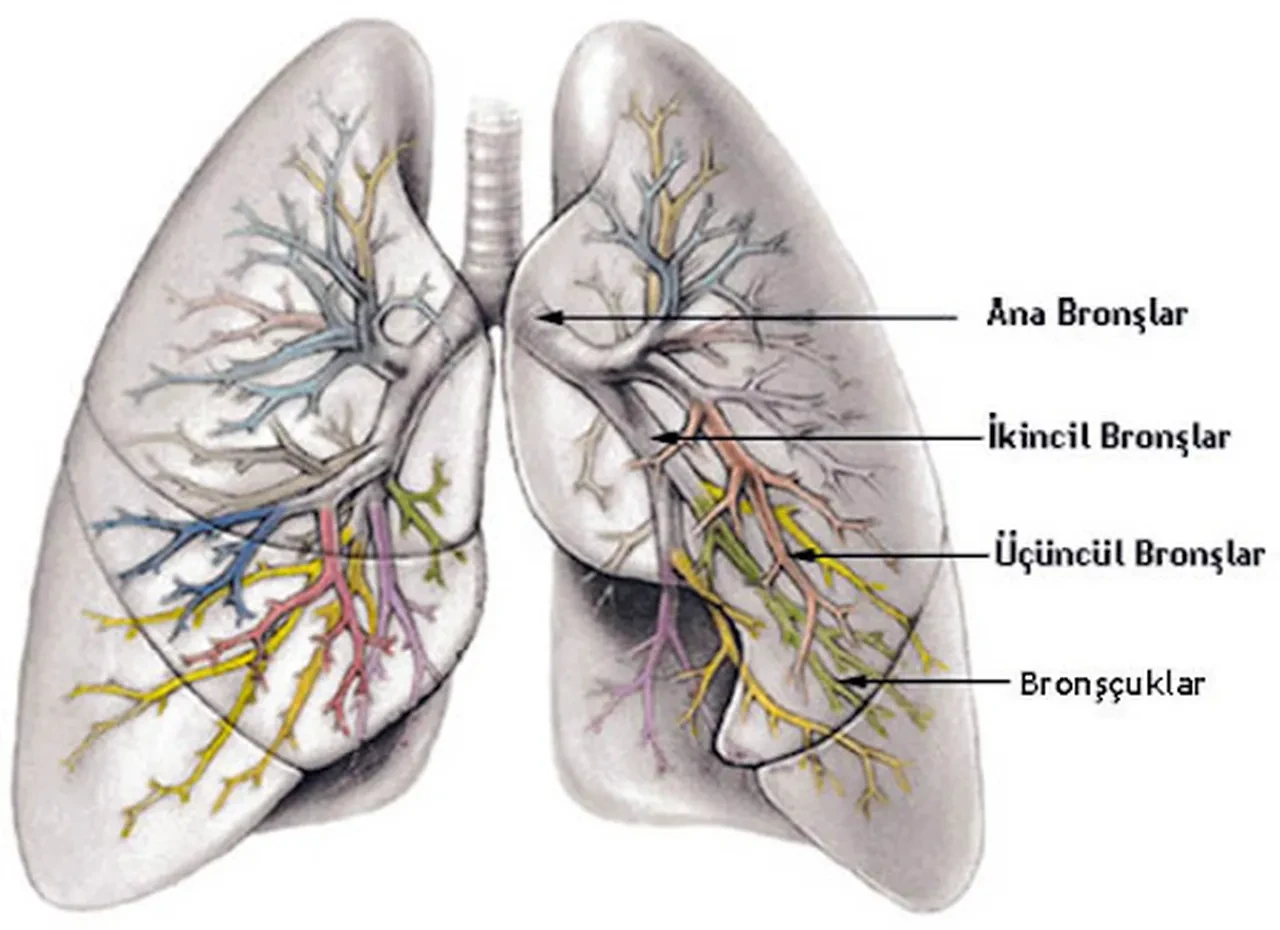 Nefes darlığı şikayetiyle hastaneye gitti, vücudundan çıkanlar şaşkına çevirdi