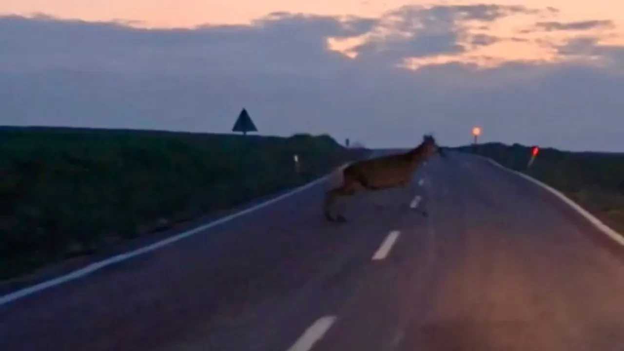Film değil gerçek, üstelik yer Ankara! Yaban geyiği sürüsü görenleri büyüledi