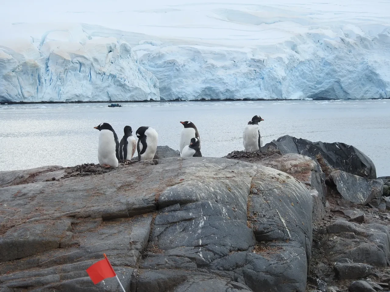 Güney Kutbu’na giden en genç Türk oldu! 7 yaşındaki Pars, özel izinle Antarktika’da 14 gün yaşadı