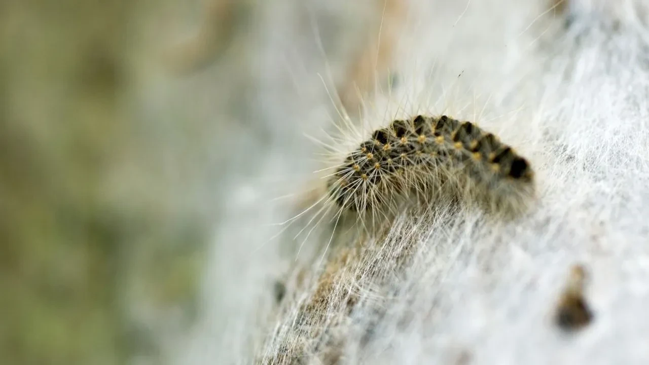 Keneden daha korkunç çam kese tırtılı şehrin her yerinde! Hem insanlar hem hayvanlar tehlikede, ısırığı hastanelik ediyor