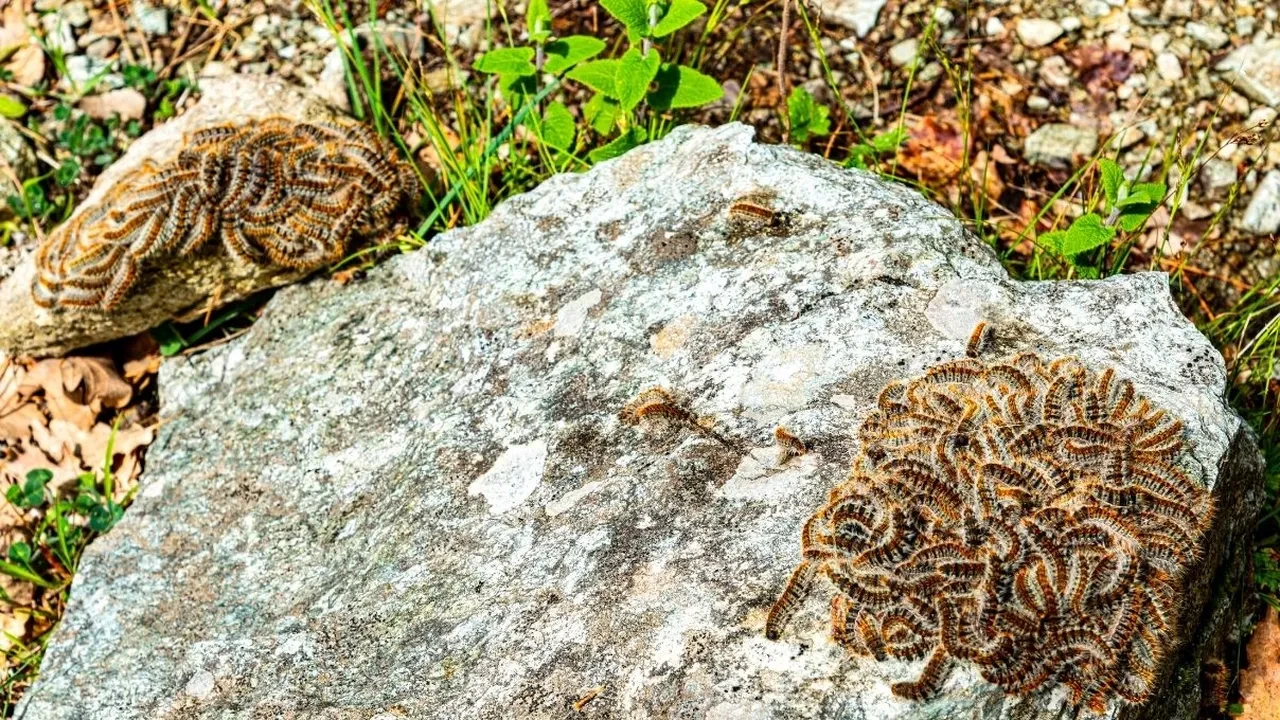 Keneden daha korkunç çam kese tırtılı şehrin her yerinde! Hem insanlar hem hayvanlar tehlikede, ısırığı hastanelik ediyor