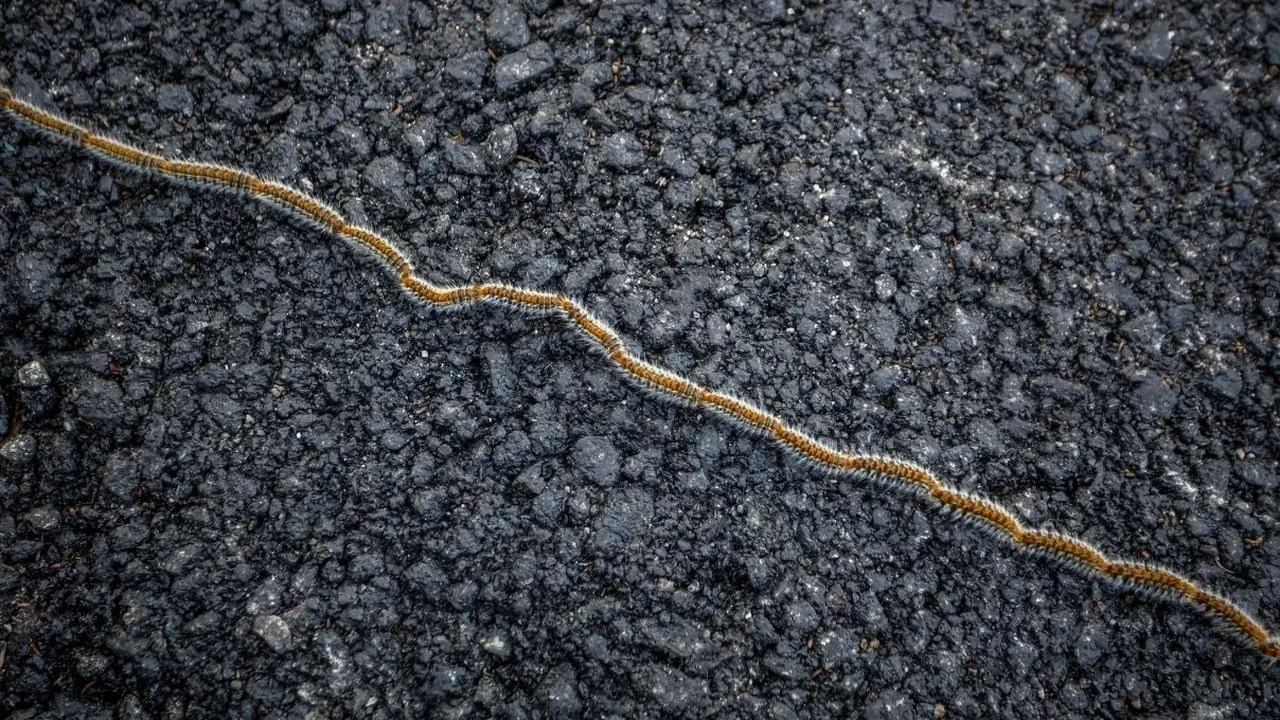 Keneden daha korkunç çam kese tırtılı şehrin her yerinde! Hem insanlar hem hayvanlar tehlikede, ısırığı hastanelik ediyor