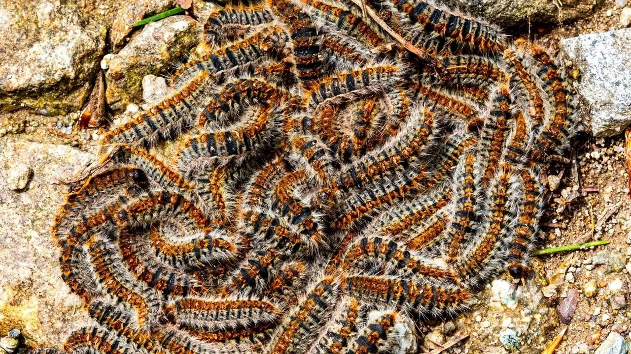 Keneden daha korkunç çam kese tırtılı şehrin her yerinde! Hem insanlar hem hayvanlar tehlikede, ısırığı hastanelik ediyor