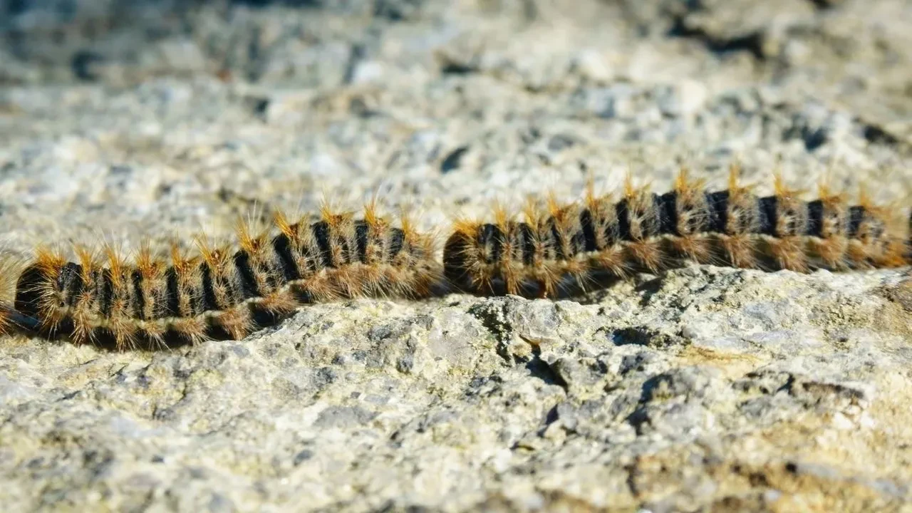 Keneden daha korkunç çam kese tırtılı şehrin her yerinde! Hem insanlar hem hayvanlar tehlikede, ısırığı hastanelik ediyor