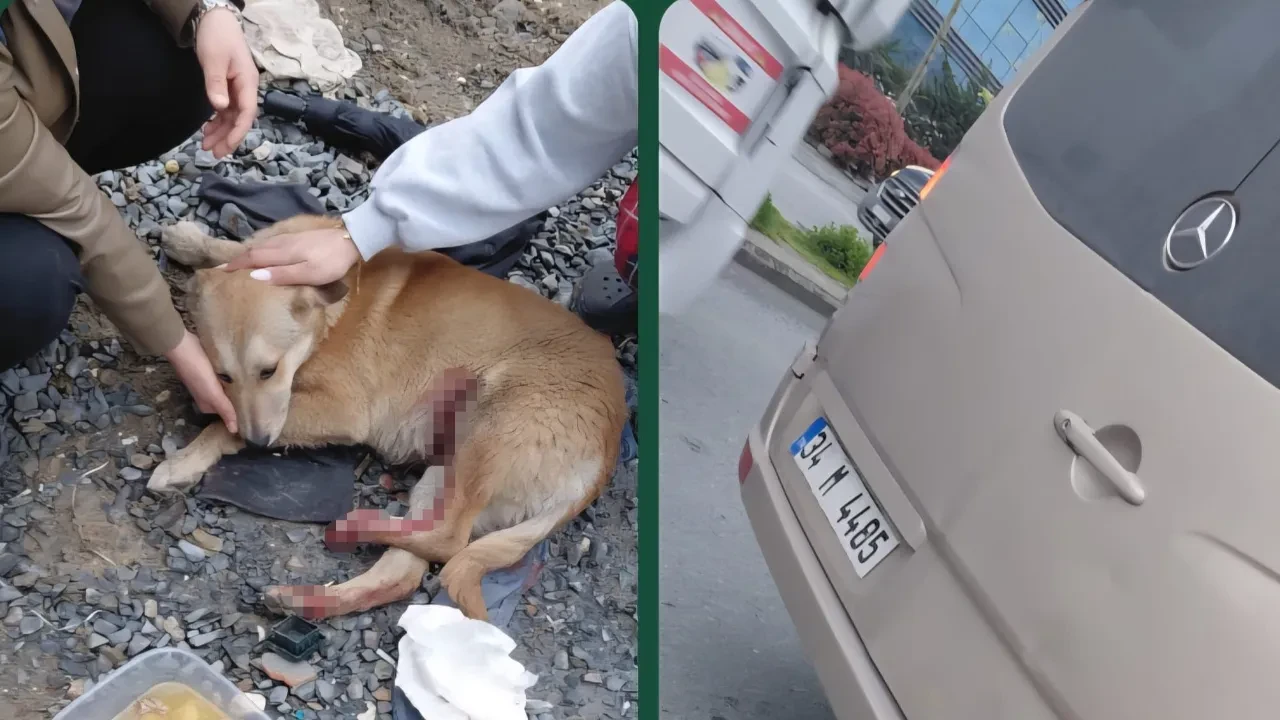 'Köpeğe çarptın' dedi, kavga etti! O anlar kamerada