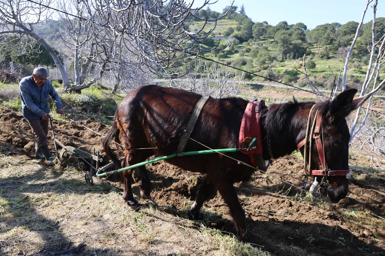 Köyün en genci 50 yaşında: Aydın’da tarla ve bahçelerde çalışacak genç bulunmuyor