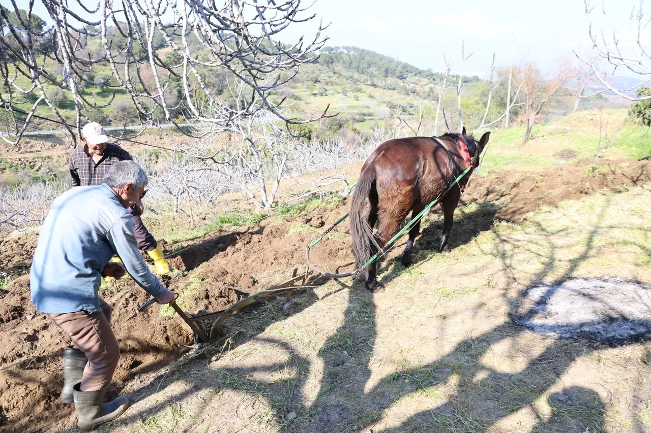 Köyün en genci 50 yaşında: Aydın’da tarla ve bahçelerde çalışacak genç bulunmuyor