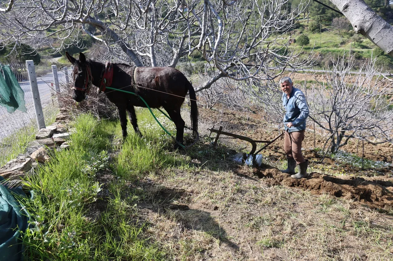 Köyün en genci 50 yaşında: Aydın’da tarla ve bahçelerde çalışacak genç bulunmuyor