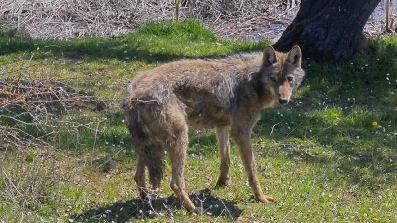 Balık tutmaya giderken kurtla karşılaştılar