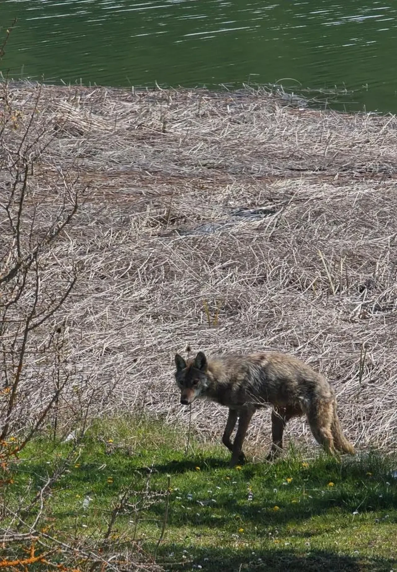 Balık tutmaya giderken kurtla karşılaştılar