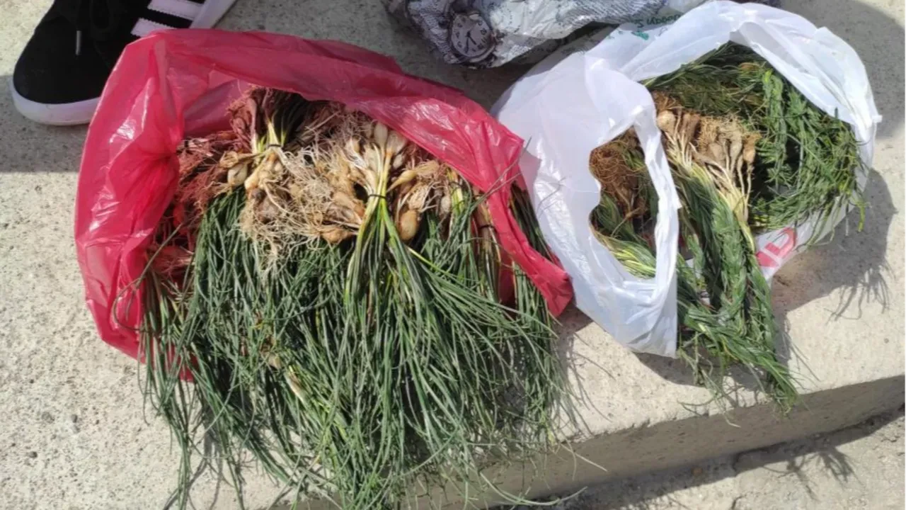 Bulan parayı da buluyor... Doğal hazine! Kilosu 15 bin TL'den satılıyor