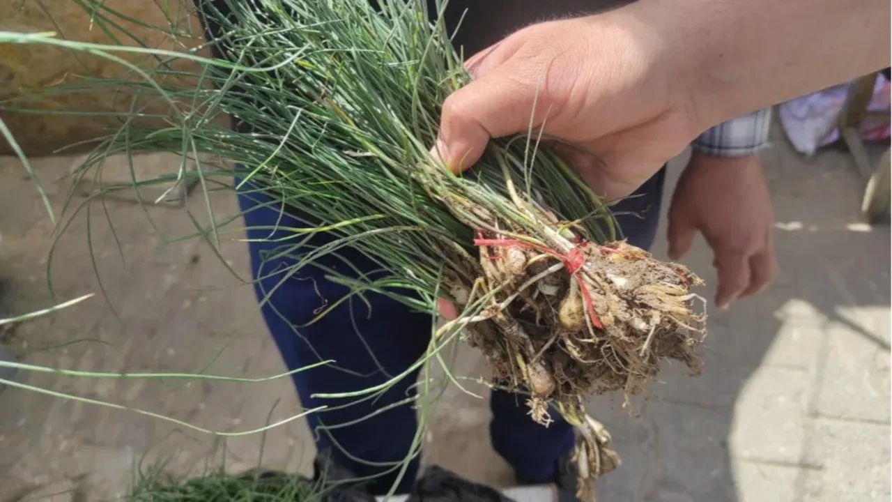 Bulan parayı da buluyor... Doğal hazine! Kilosu 15 bin TL'den satılıyor