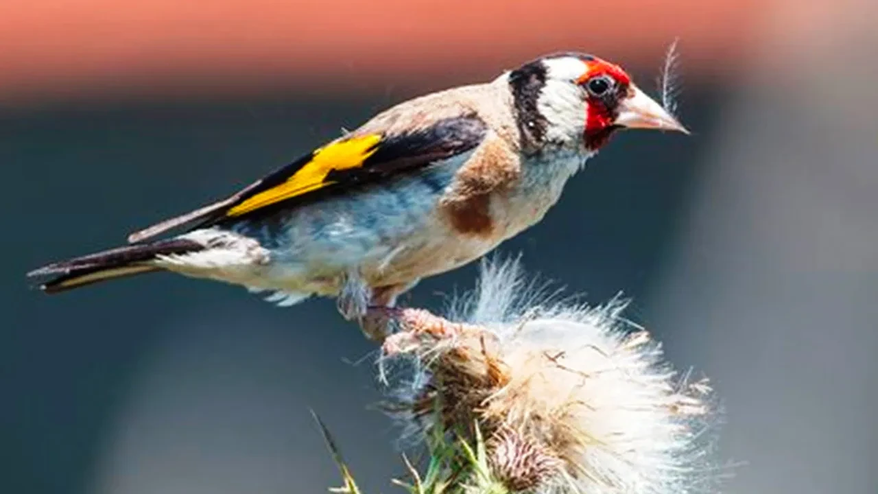 Savcının objektifinden eşsiz manzara! 350'ye yakın kuş türünü fotoğrafladı