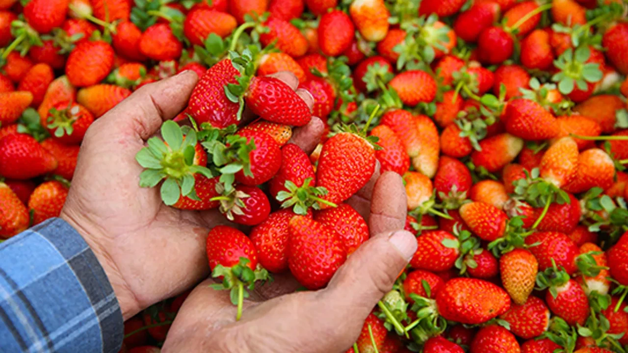 Tarlada 35 liraya satılan çileğin market fiyatı şaşırtıyor: Üreticilerin tek isteği var