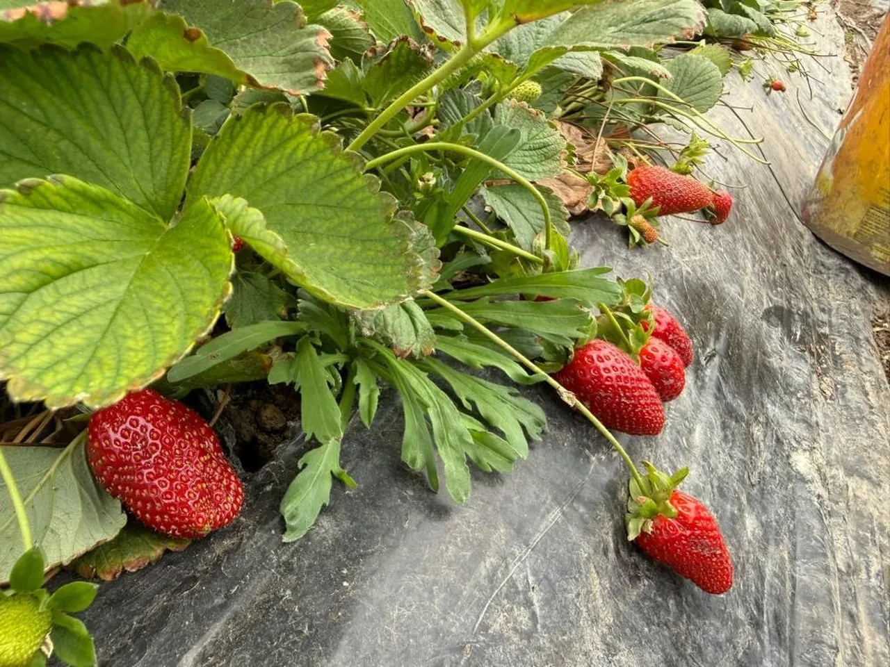 Tarlada 35 liraya satılan çileğin market fiyatı şaşırtıyor: Üreticilerin tek isteği var