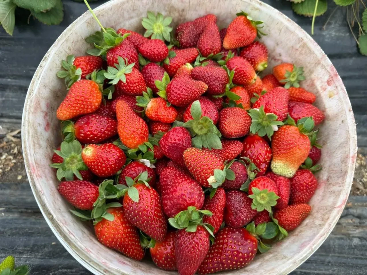 Tarlada 35 liraya satılan çileğin market fiyatı şaşırtıyor: Üreticilerin tek isteği var