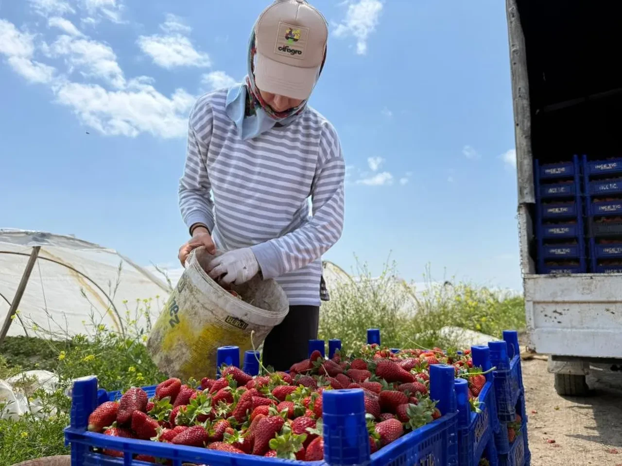 Tarlada 35 liraya satılan çileğin market fiyatı şaşırtıyor: Üreticilerin tek isteği var
