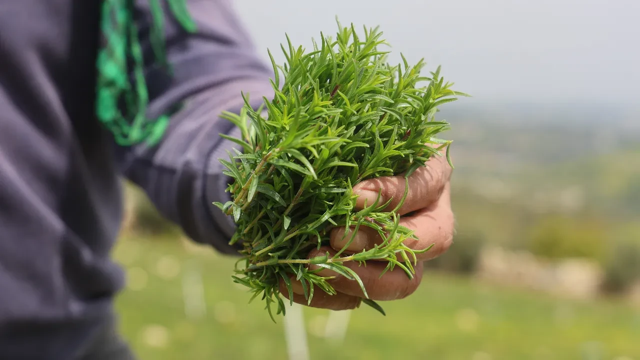 8 dönüm tarladan 10 ton rekolte bekleniyor: Kilosu 300-400 TL'ye satılıyor
