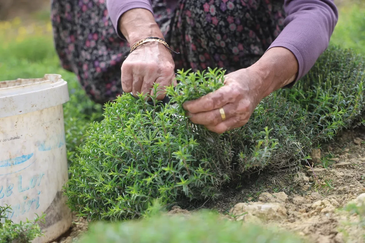 8 dönüm tarladan 10 ton rekolte bekleniyor: Kilosu 300-400 TL'ye satılıyor
