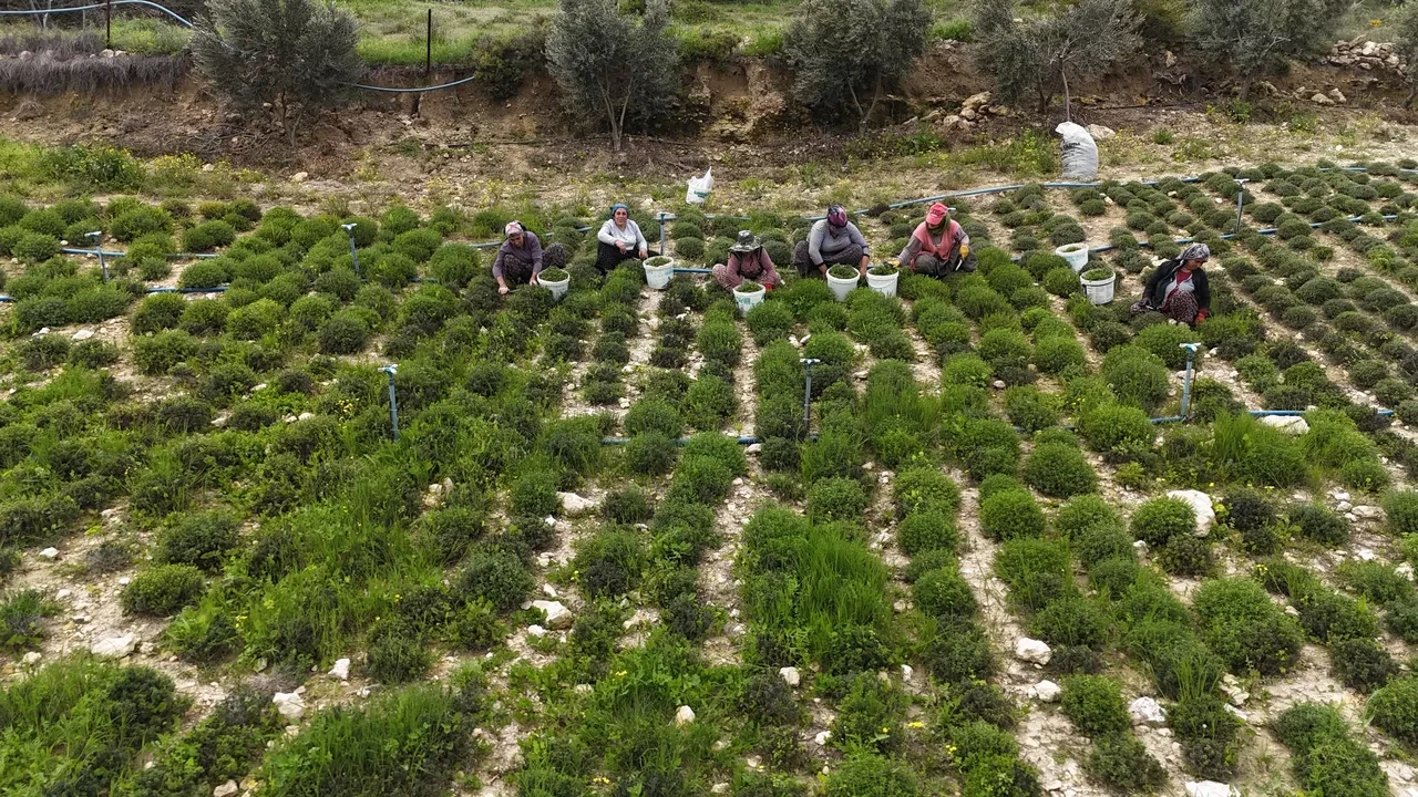 8 dönüm tarladan 10 ton rekolte bekleniyor: Kilosu 300-400 TL'ye satılıyor