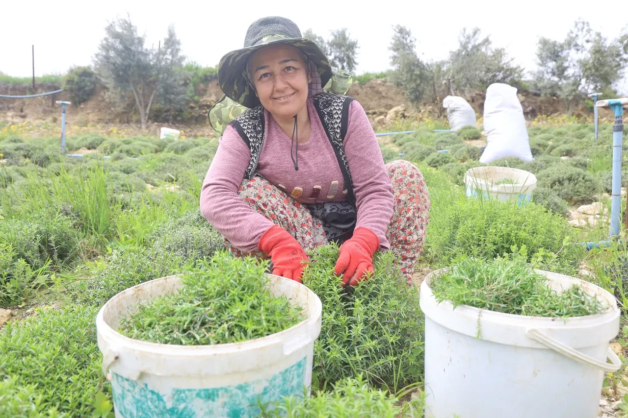 8 dönüm tarladan 10 ton rekolte bekleniyor: Kilosu 300-400 TL'ye satılıyor