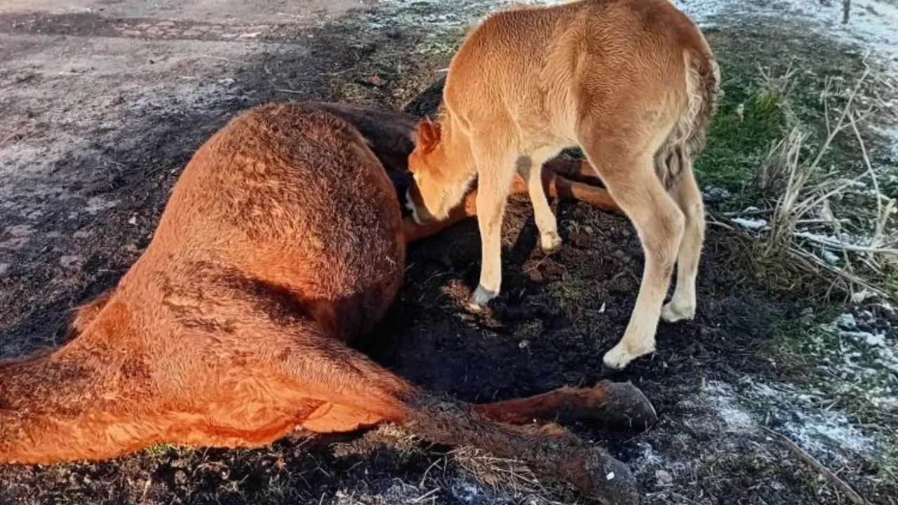 Annesini kaybeden tay, onu hâlâ emmeye çalıştı