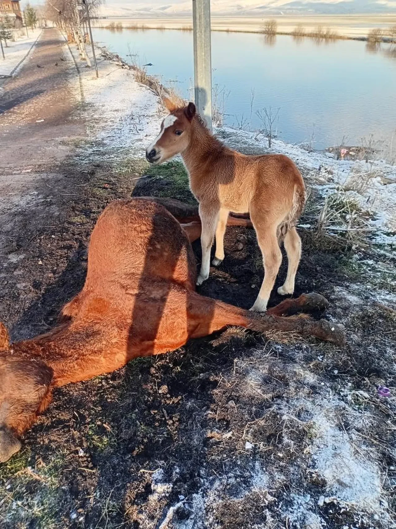 Annesini kaybeden tay, onu hâlâ emmeye çalıştı