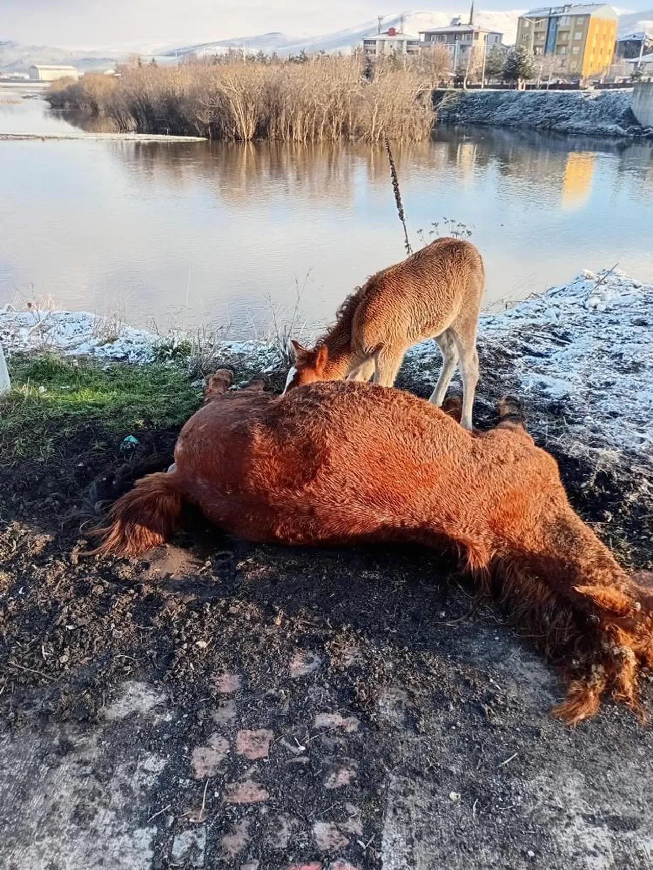 Annesini kaybeden tay, onu hâlâ emmeye çalıştı