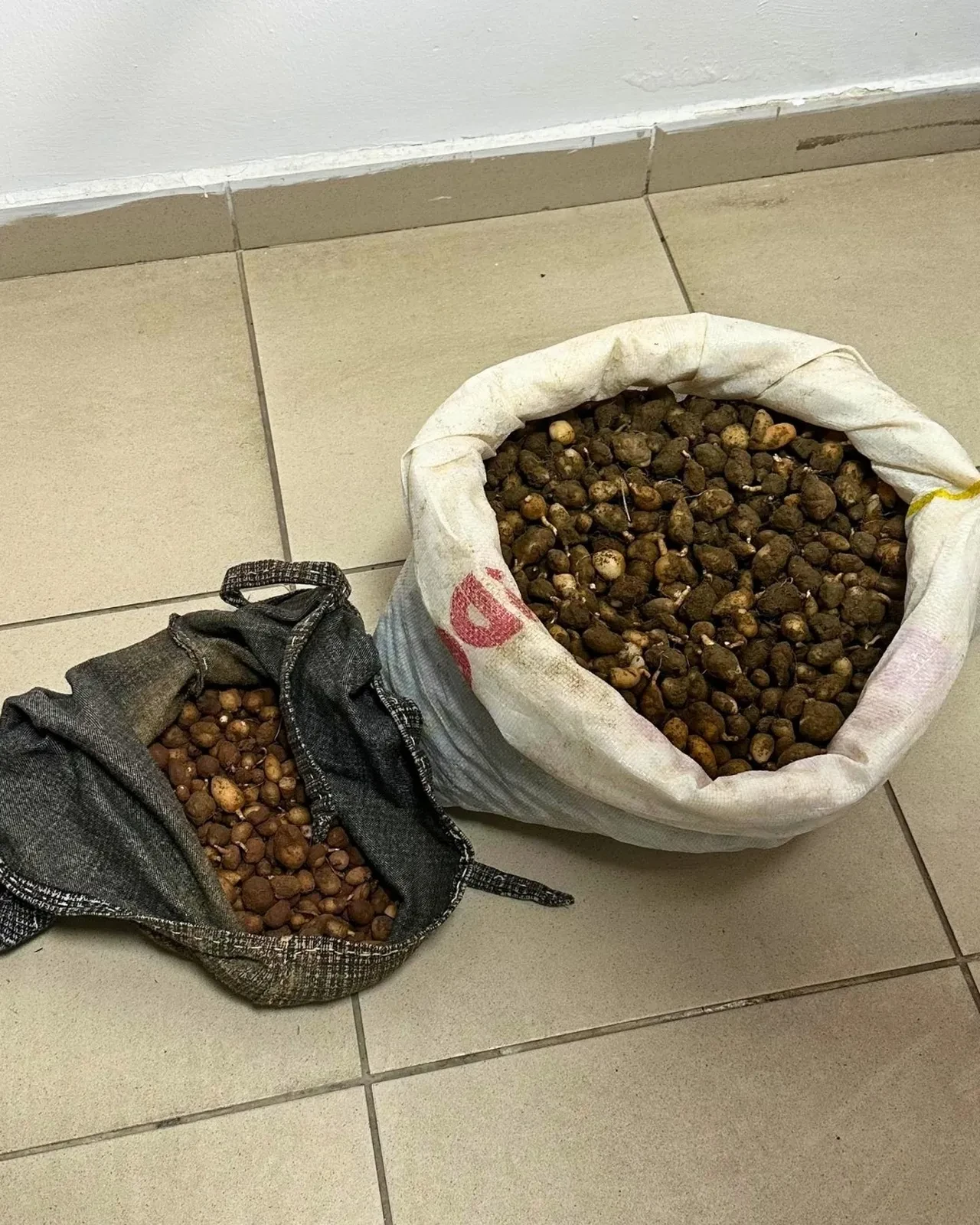 İzinsiz salep orkidesi topladılar 699 bin liralık ceza yediler