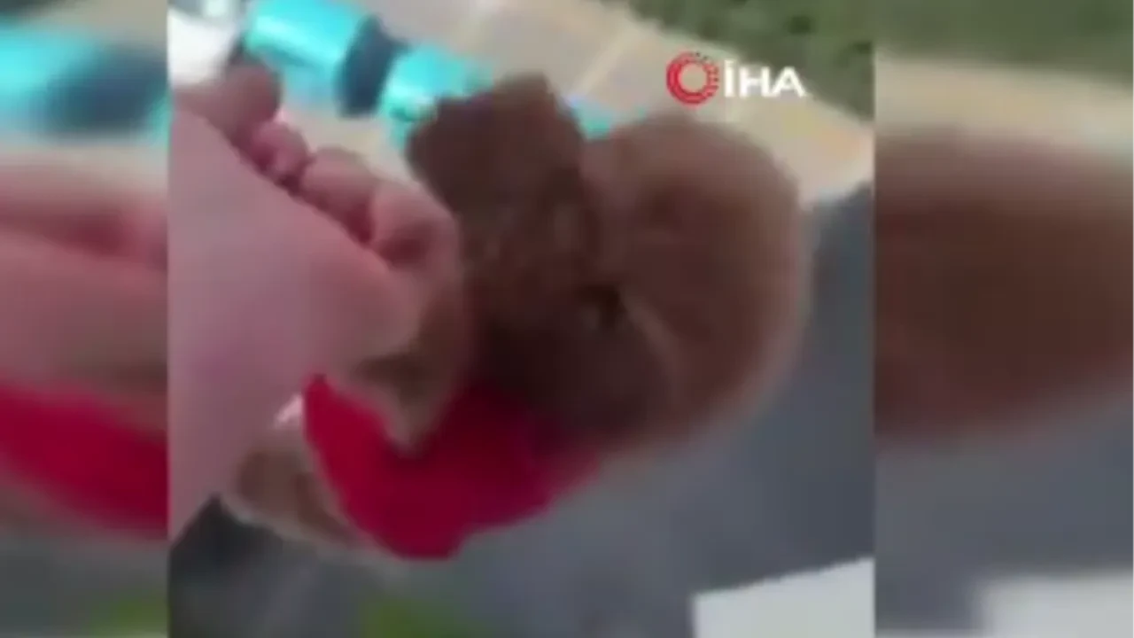 Köpeğe camda işkence: Sarkıtıp korkuttu, “Şenol babası alsın” diye bağırdı