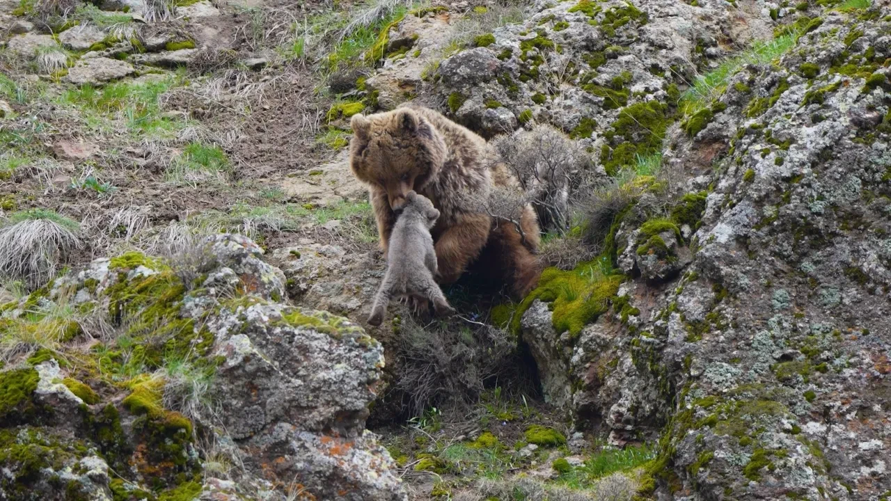 Tunceli’de National Geographic’i aratmayan görüntü: Yavrularını emziren anne ayı görenleri duygulandırdı