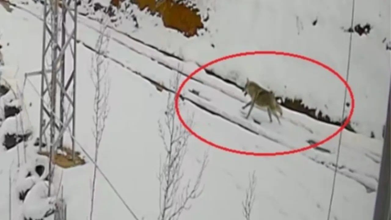 Aç kurt, tavşanı böyle kovaladı! Bayburt'taki kovalamaca kamerada