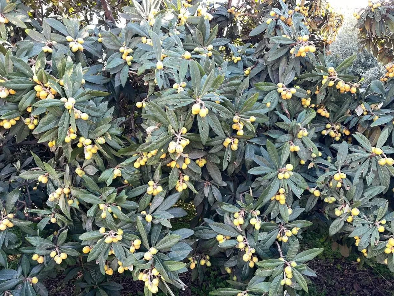 Sosyal medyadan duyuru yapıp bedava dağıttı! Poşetini alan o adrese koştu!